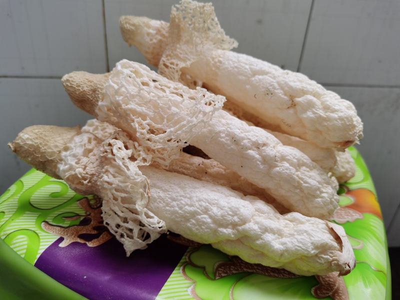 贵州织金竹荪(竹笙）干货，无硫熏！红拖短裙！仿野生种植！
