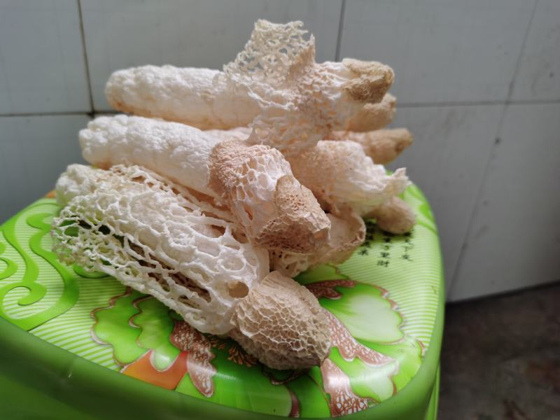 贵州织金竹荪(竹笙）干货，无硫熏！红拖短裙！仿野生种植！