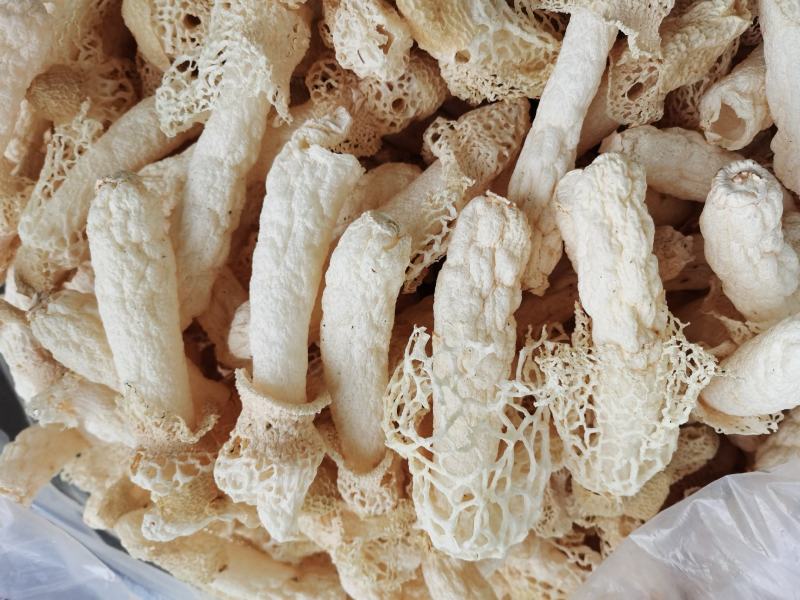 贵州织金竹荪(竹笙）干货，无硫熏！红拖短裙！仿野生种植！