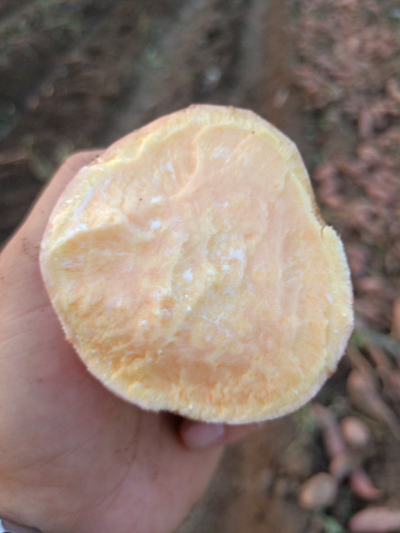 安徽黑土地龙薯九颜色好品质好商超批发零售