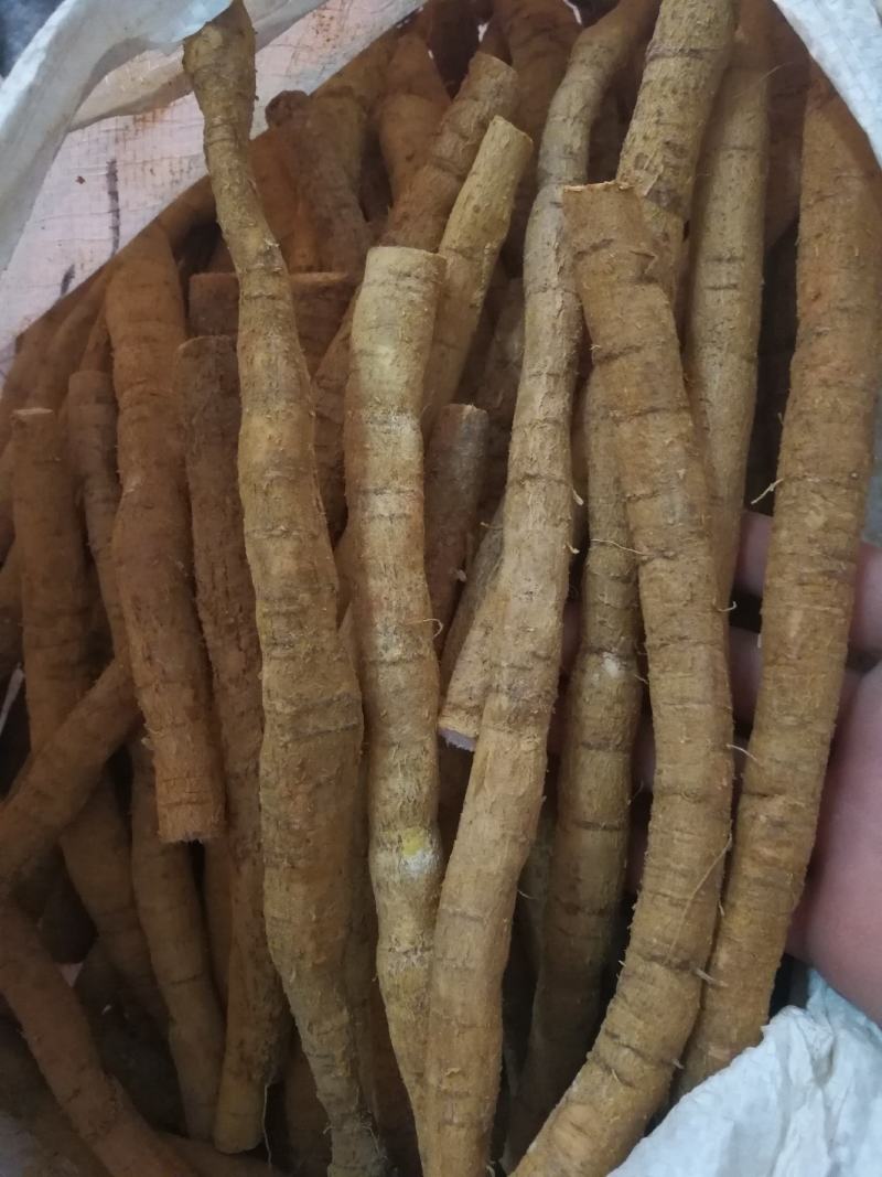 牛大力鲜货小牛小条牛大力鲜牛大力