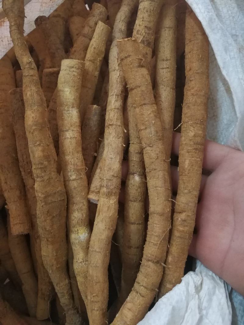 牛大力鲜货小牛小条牛大力鲜牛大力