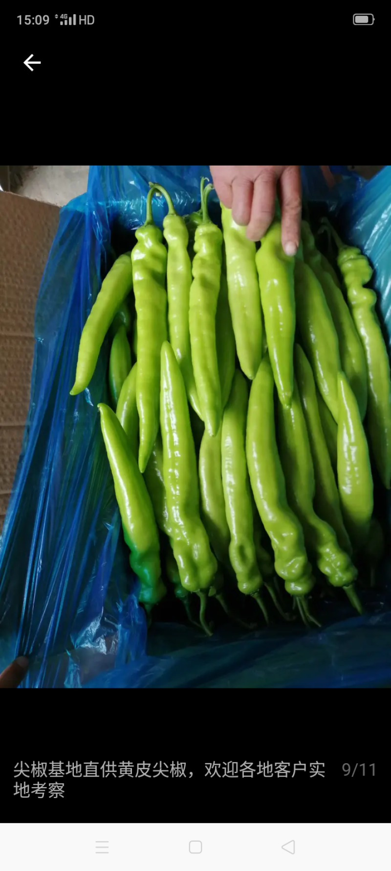 山东莘县董杜庄镇蔬菜种植基地