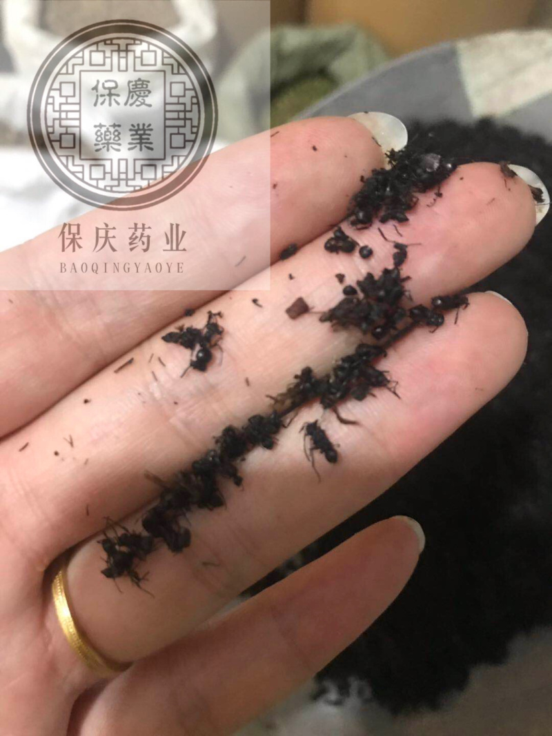 黑蚂蚁蚂蚁保庆药业批发黑蚂蚁实物拍摄