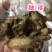独活保庆药业批发独活实物拍摄独活实物拍摄