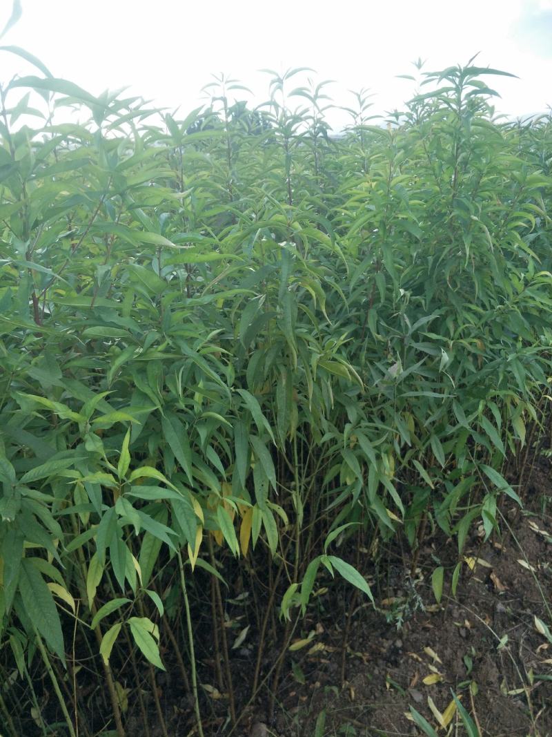 【精品】桃树苗:毛桃苗，实生桃苗，量大从优，薄利多销，