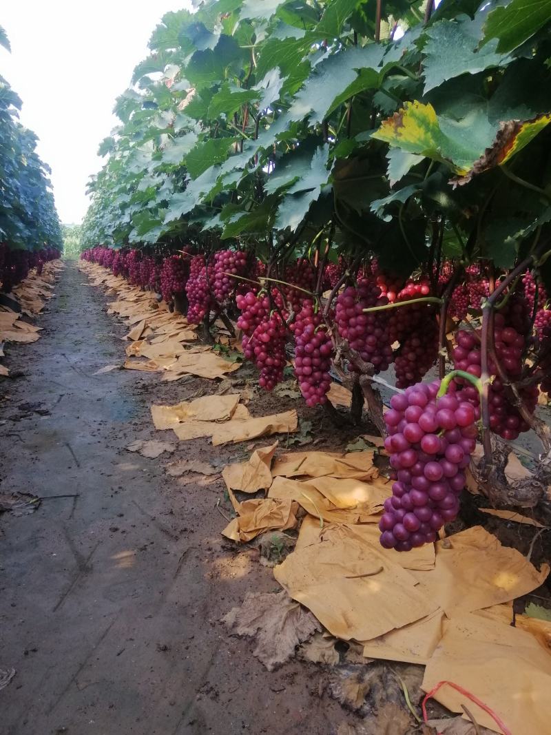 巨峰葡萄，颜色喜人，口感好万亩大量上市喜迎各地老板来采购