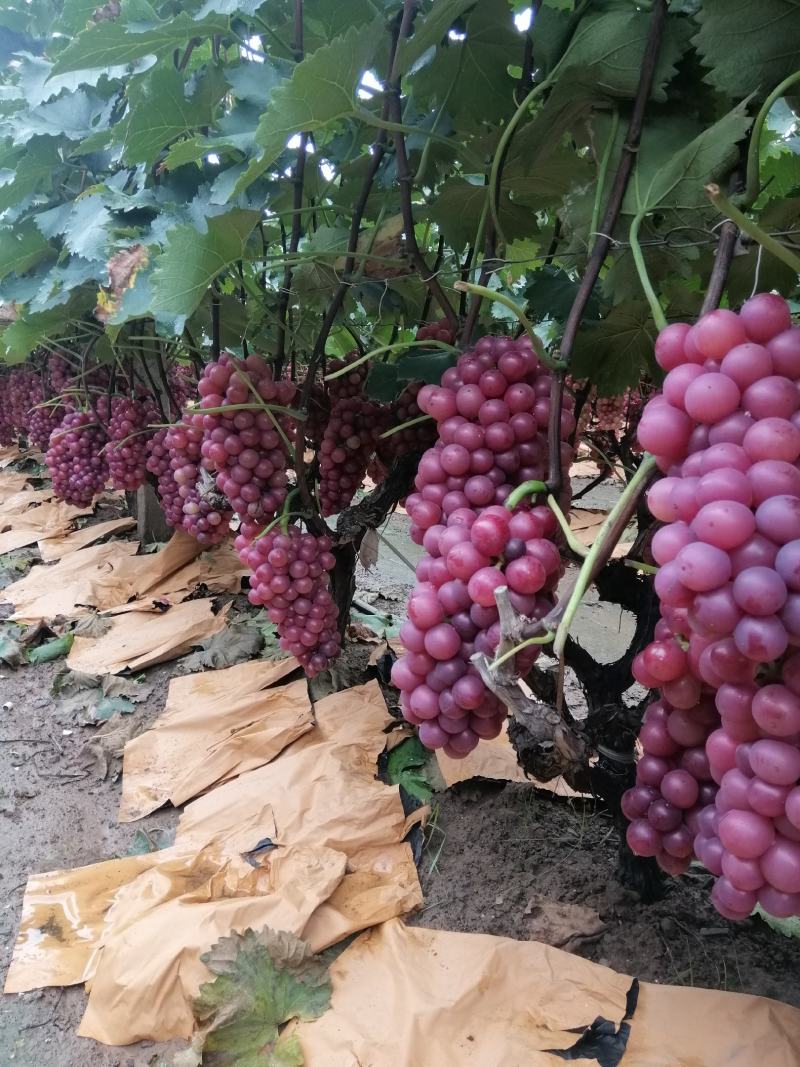 巨峰葡萄，颜色喜人，口感好万亩大量上市喜迎各地老板来采购