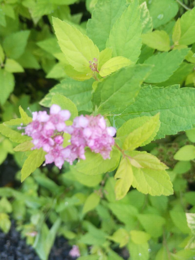 日本绣线菊.金山.金焰绣线菊小苗，工程用苗量大优惠