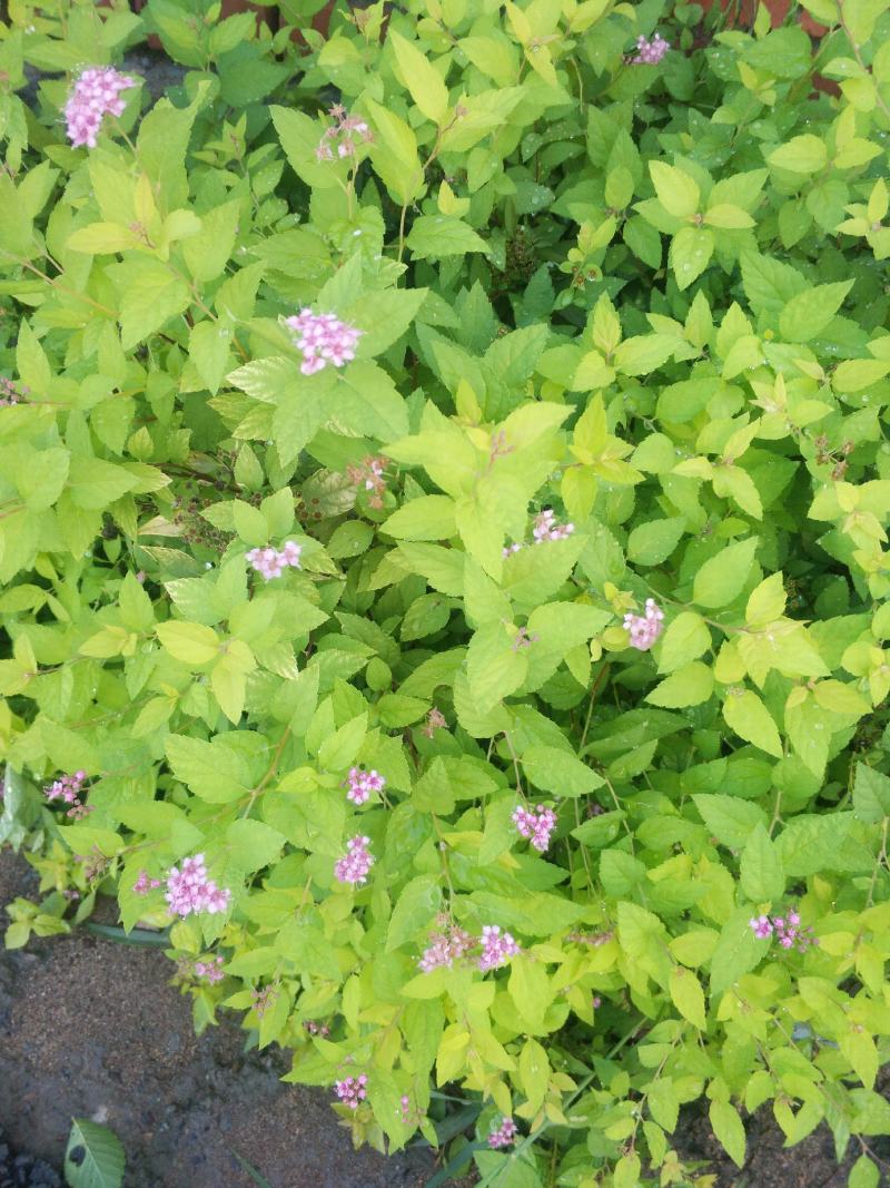 日本绣线菊.金山.金焰绣线菊小苗，工程用苗量大优惠