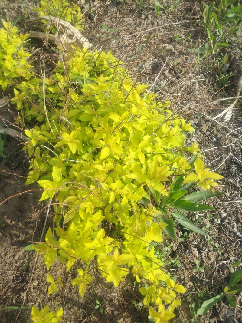日本绣线菊.金山.金焰绣线菊小苗，工程用苗量大优惠