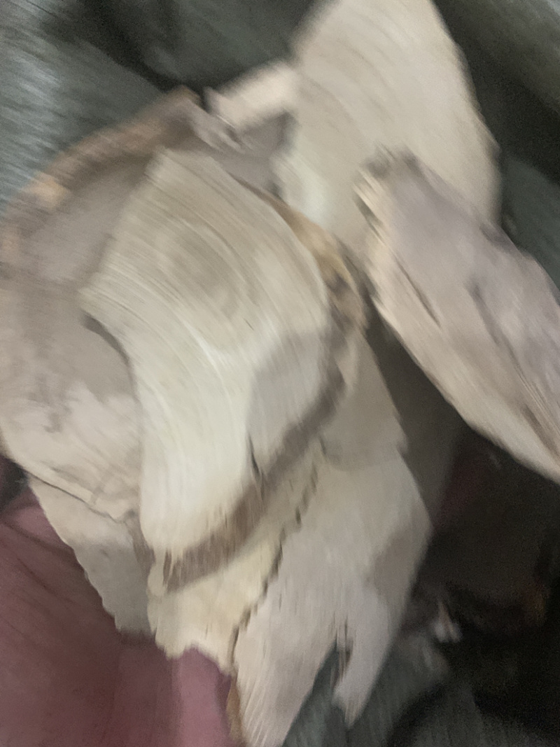 毛冬青无硫磺熏蒸一公斤起批毛冬青毛冬青