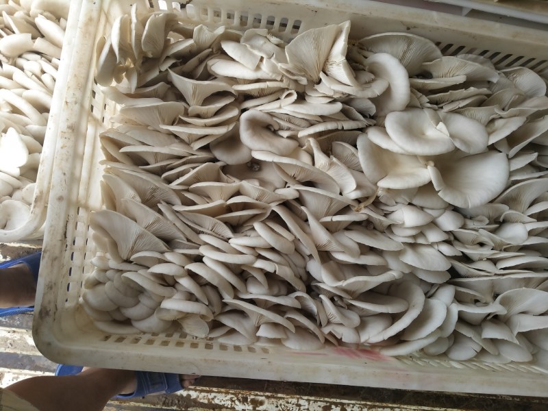 小黑平菇9厘米黑色厚已经大量下来了