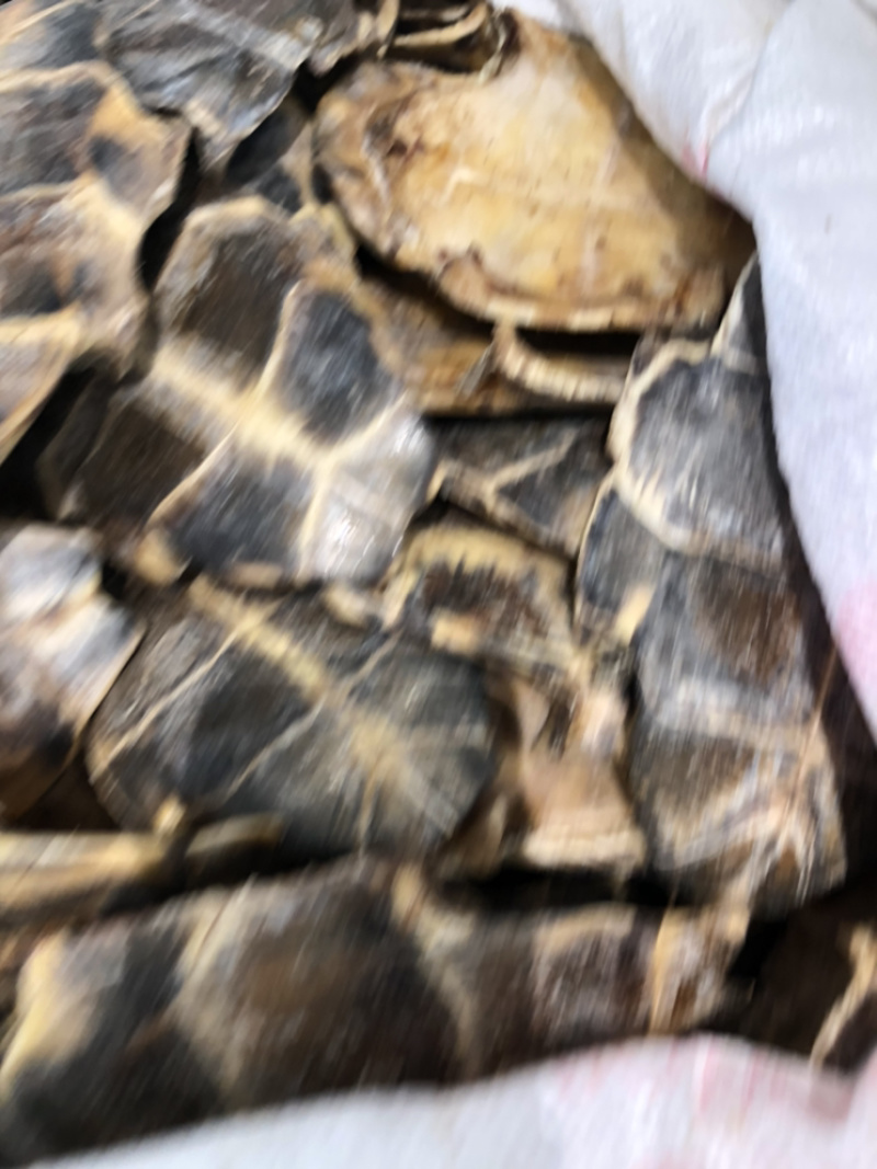 鳖甲一手货源产地直销