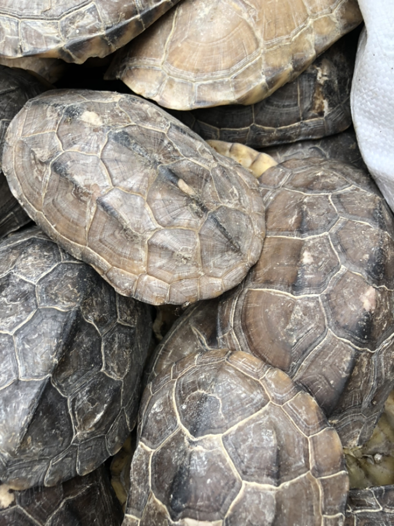 鳖甲一手货源产地直销