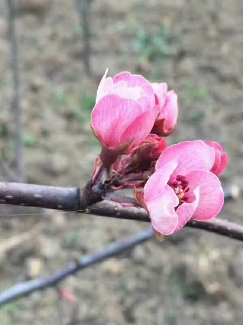 山西运城奥红一号梨树苗1年苗2年苗新品种