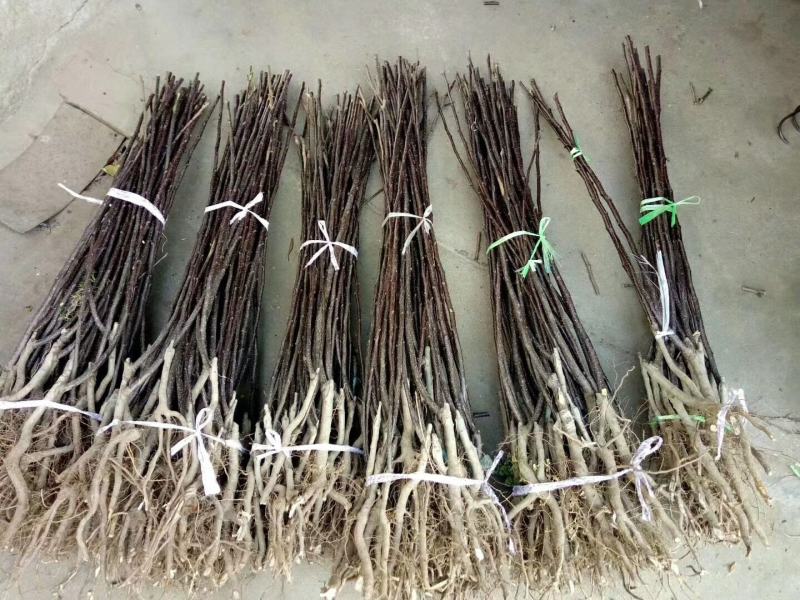 山西运城奥红一号梨树苗1年苗2年苗新品种
