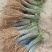 【提供种植技术】优质紫穗槐苗千亩基地现挖现发承接工程