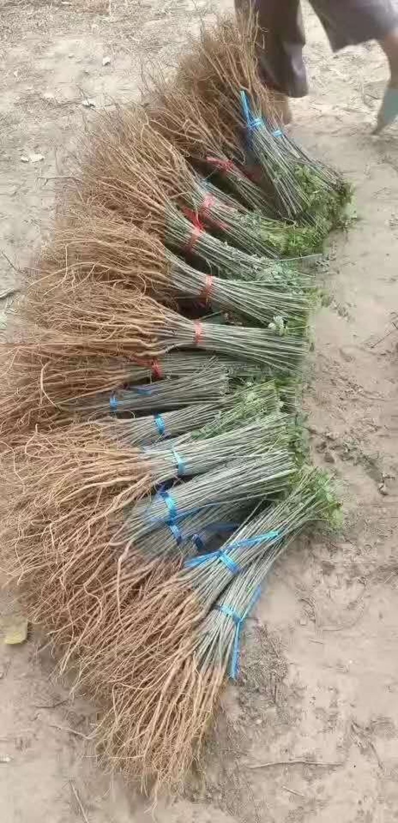 【提供种植技术】优质紫穗槐苗千亩基地现挖现发承接工程
