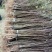 【提供种植技术】优质紫穗槐苗千亩基地现挖现发承接工程