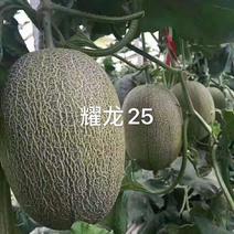 耀龙25甜瓜种子200粒/袋早熟/上纹快/甜度高