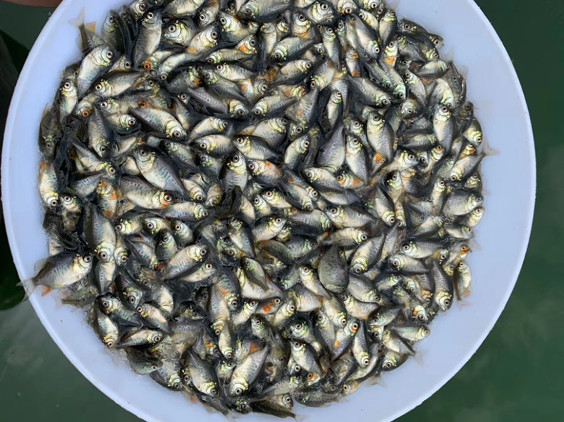 大量鲳鱼苗出售！！！！