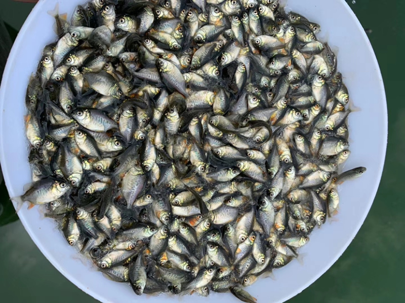 大量鲳鱼苗出售！！！！