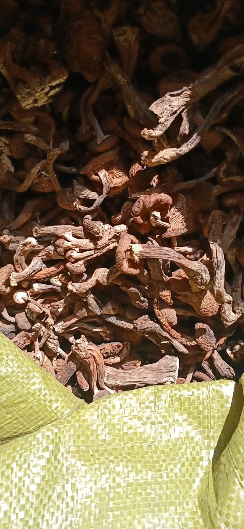 榛蘑去根，有烘干的，有晒干的，有丁，有片蘑菇，产地直销。