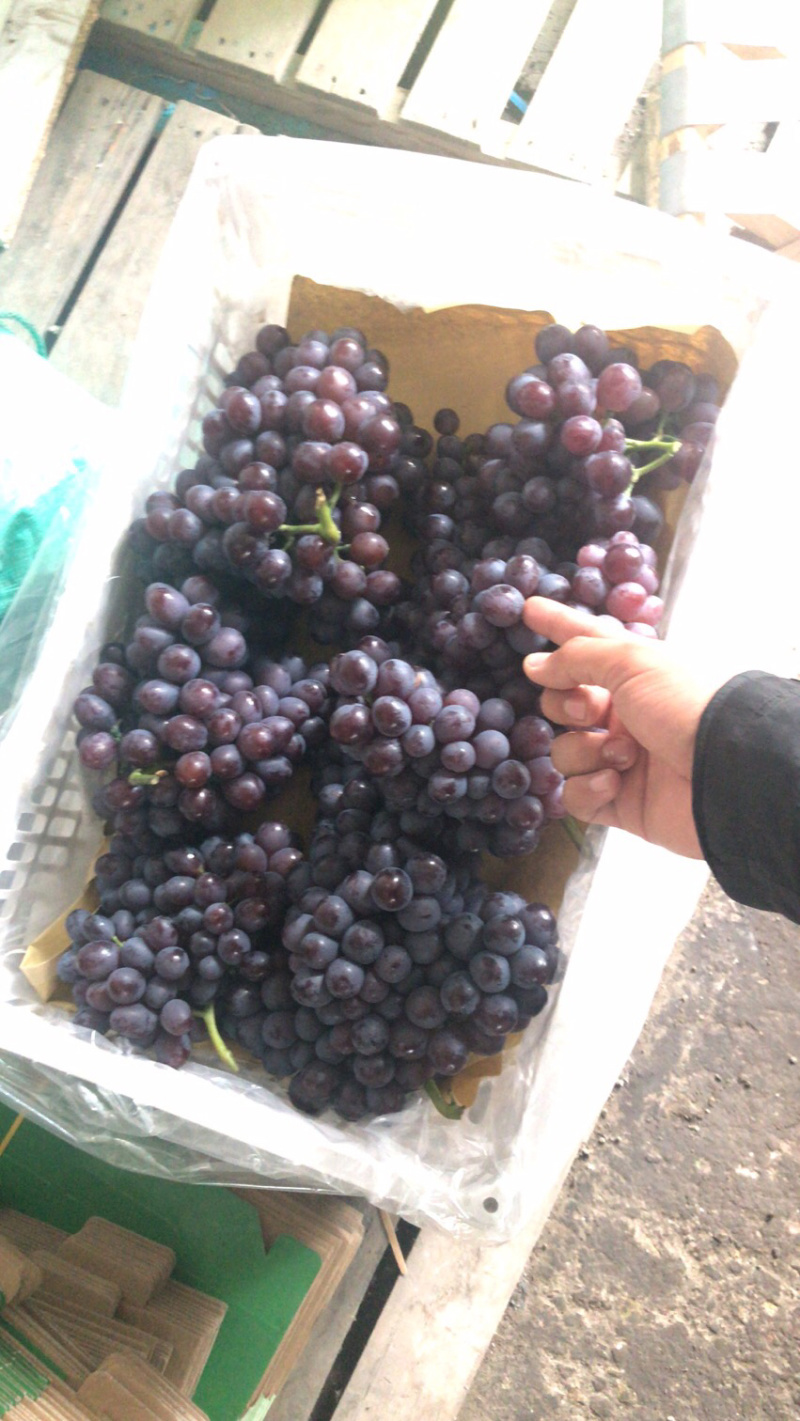 职业代办茶淀玫瑰香葡萄当地有实体店万亩园林出货稳定！