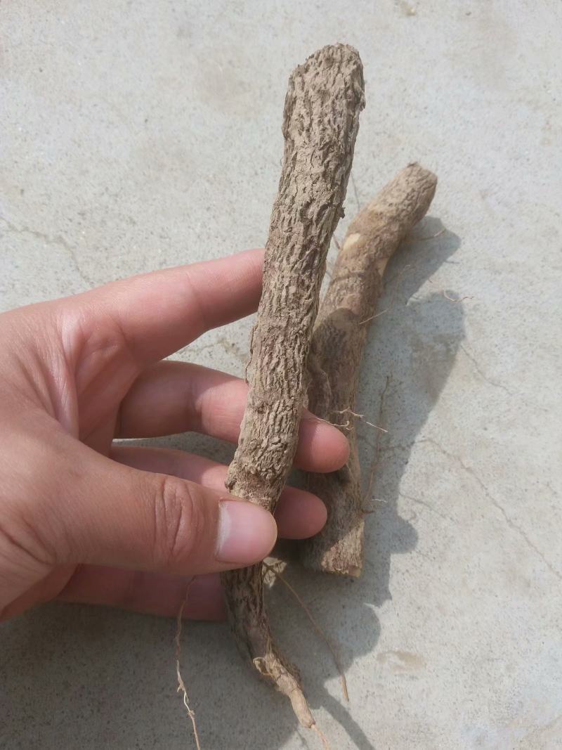 桐树根，泡桐树根河南货源四倍体桐树根基地自销