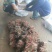 桐树根，泡桐树根河南货源四倍体桐树根基地自销