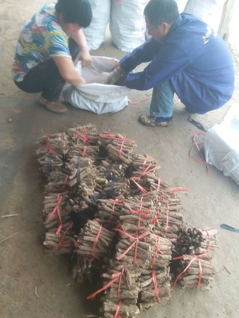 桐树根，泡桐树根河南货源四倍体桐树根基地自销