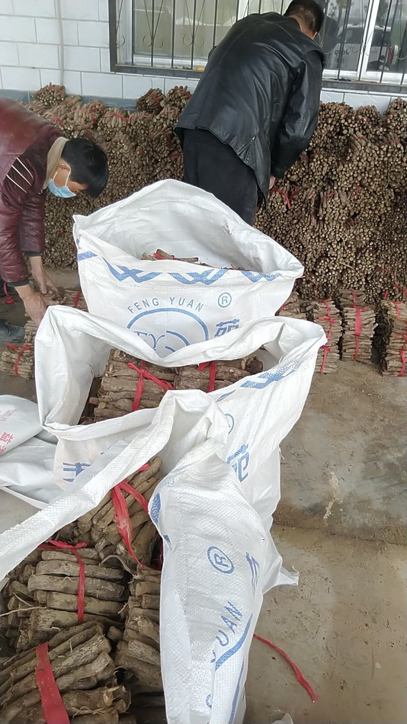 桐树根，泡桐树根河南货源四倍体桐树根基地自销