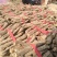 桐树根，泡桐树根河南货源四倍体桐树根基地自销