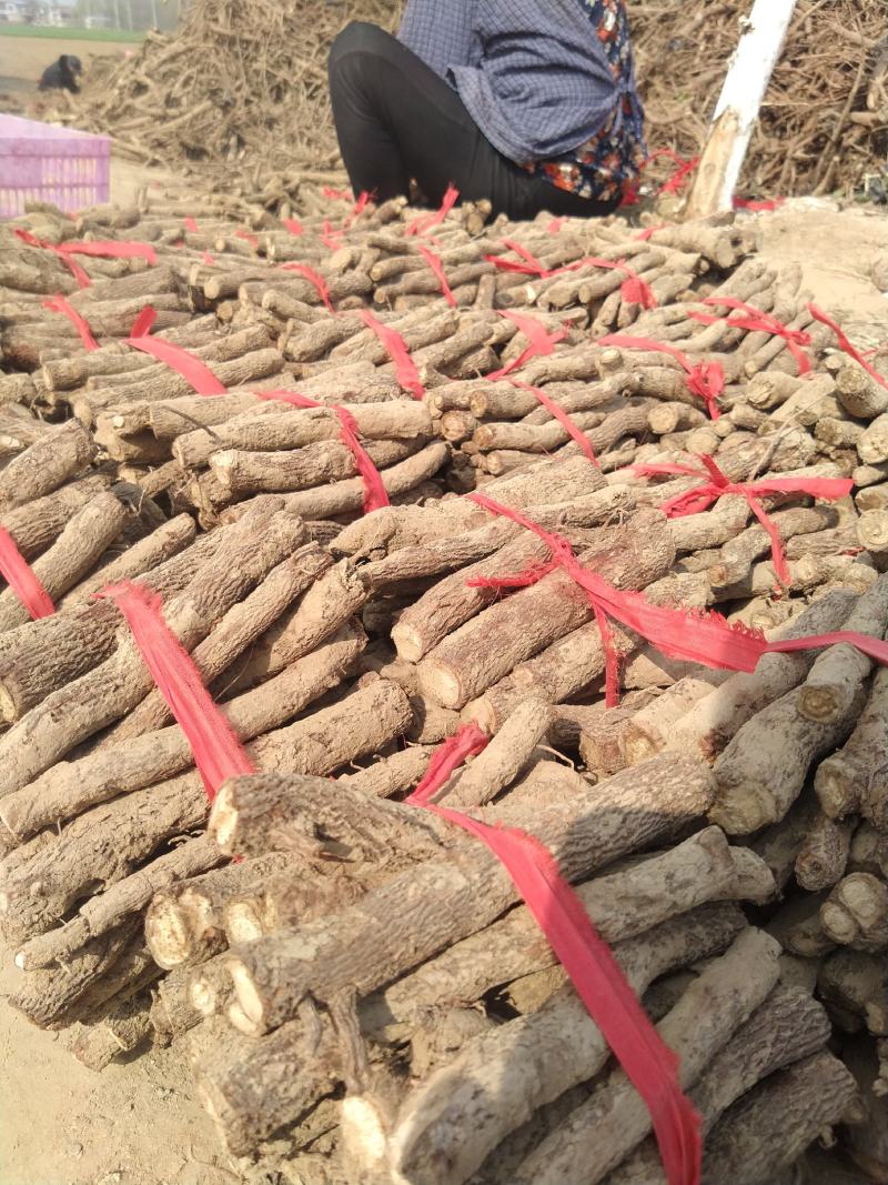 桐树根，泡桐树根河南货源四倍体桐树根基地自销