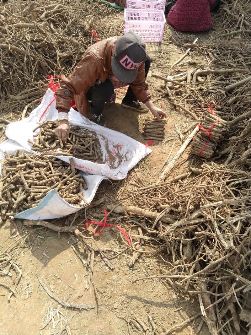 桐树根，泡桐树根河南货源四倍体桐树根基地自销
