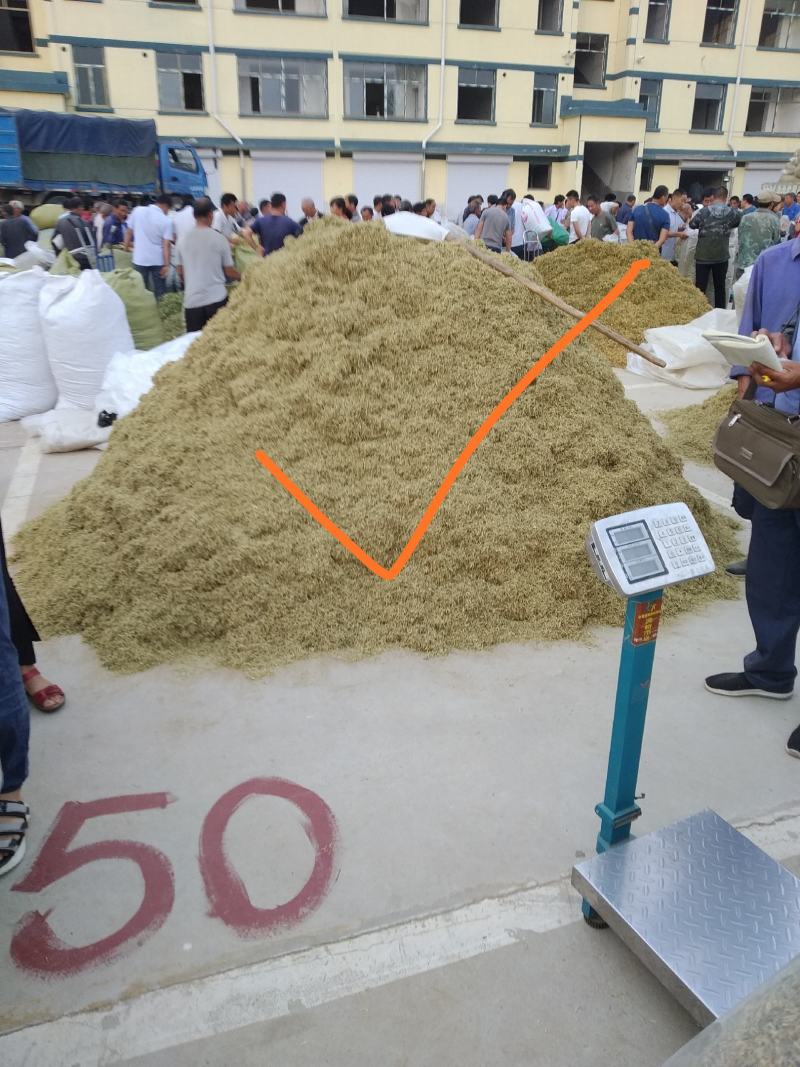 金银花苗育杰一号优质树形金花苗包成活率包技术