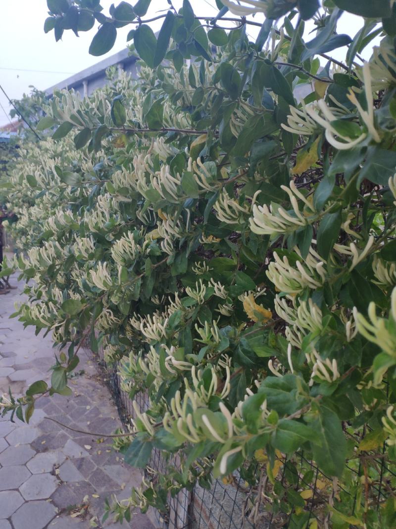 金银花苗育杰一号优质树形金花苗包成活率包技术