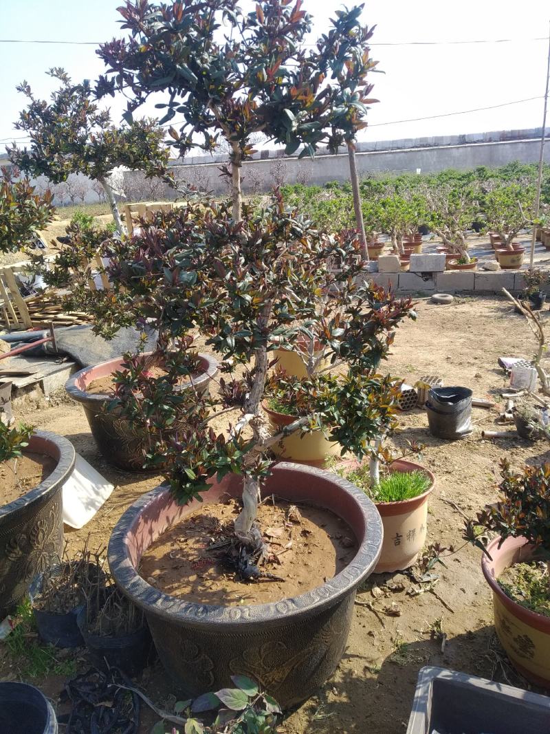 金银花苗育杰一号优质树形金花苗包成活率包技术