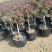 金银花苗育杰一号优质树形金花苗包成活率包技术