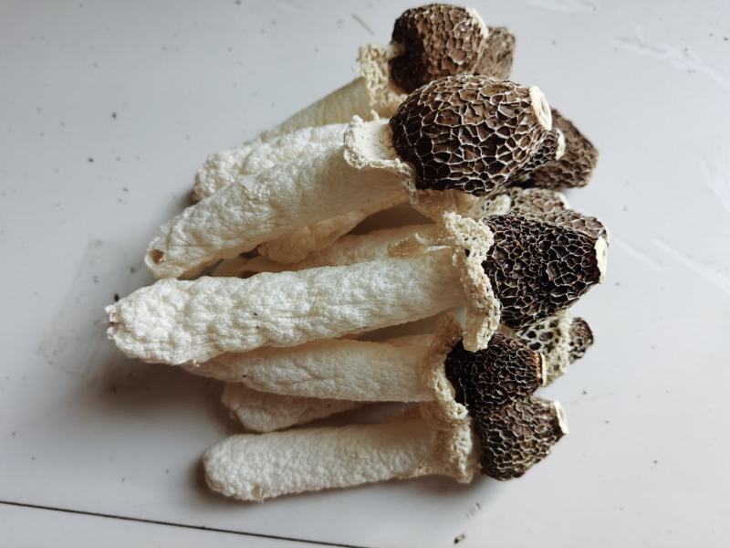 贵州织金竹荪黑头竹荪（竹笙）真菌仿野生种植