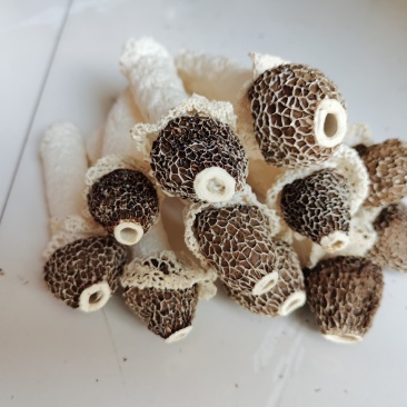 贵州织金竹荪黑头竹荪（竹笙）真菌仿野生种植