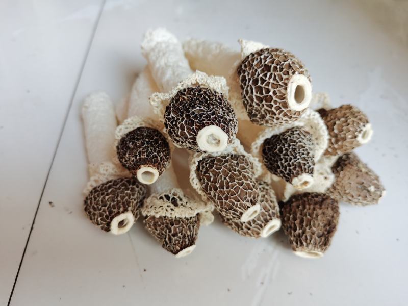 贵州织金竹荪黑头竹荪（竹笙）真菌仿野生种植