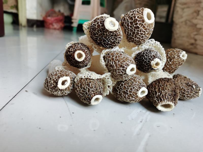 贵州织金竹荪黑头竹荪（竹笙）真菌仿野生种植