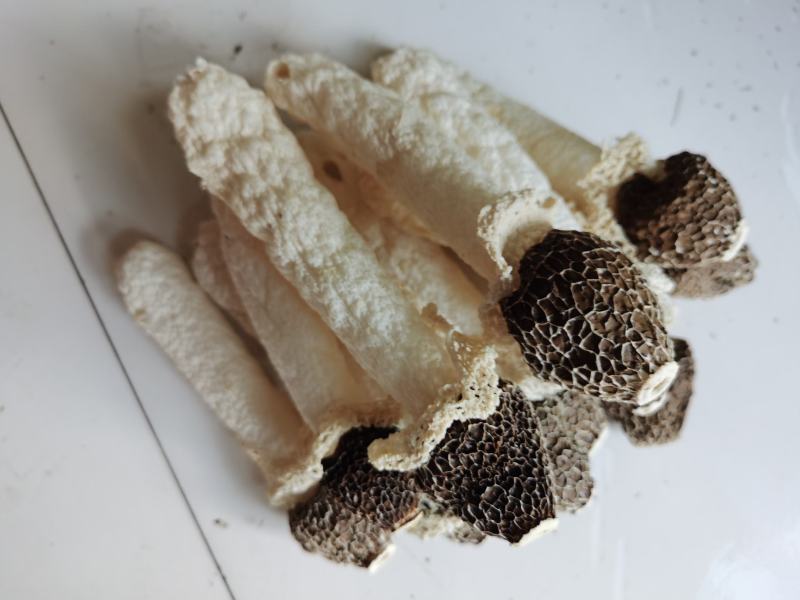 贵州织金竹荪黑头竹荪（竹笙）真菌仿野生种植