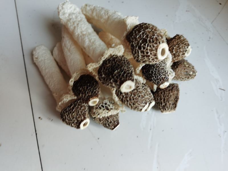 贵州织金竹荪黑头竹荪（竹笙）真菌仿野生种植