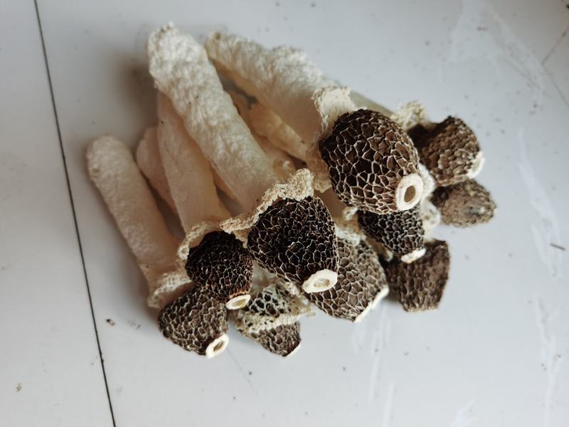 贵州织金竹荪黑头竹荪（竹笙）真菌仿野生种植