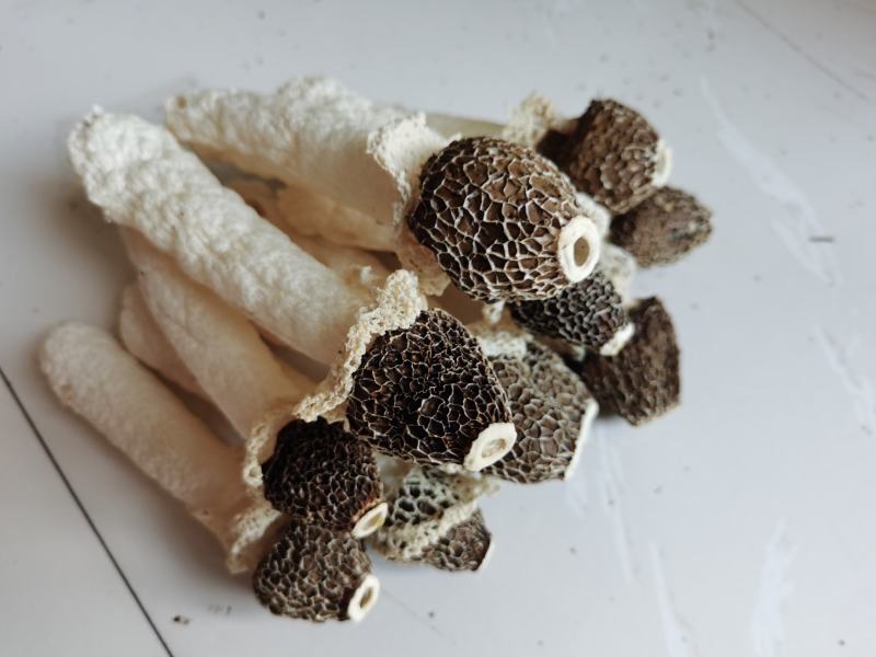 贵州织金竹荪黑头竹荪（竹笙）真菌仿野生种植