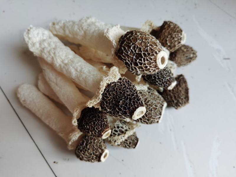 贵州织金竹荪黑头竹荪（竹笙）真菌仿野生种植