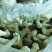 贵州织金竹荪黑头竹荪（竹笙）真菌仿野生种植